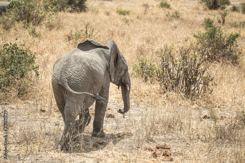 african elephants in a nature of Tanzania