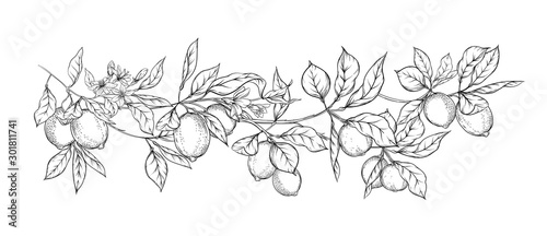 Lemon tree branch with lemons, flowers and leaves. Element for design. Outline hand drawing vector illustration. Isolated on white background..
