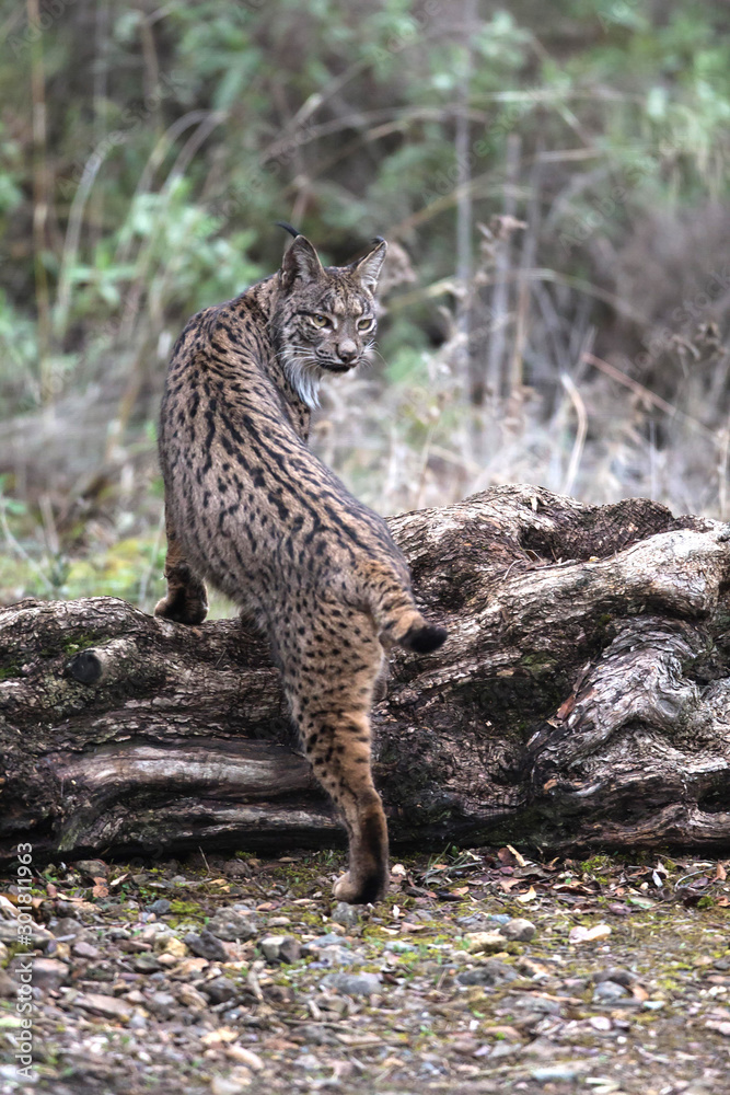 Lince iberico Lince iberico