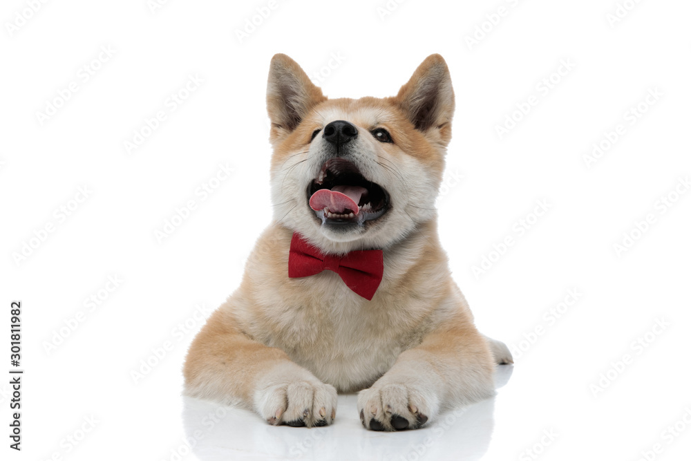 Cheerful Akita Inu sticking out his tongue and begging