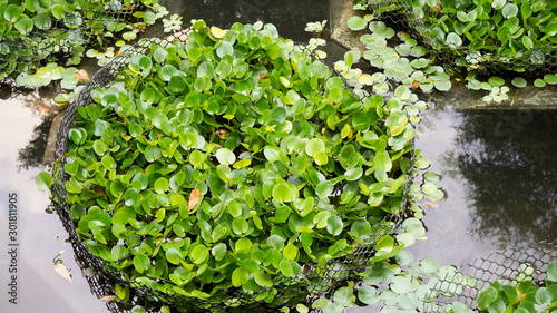 Water Hyacinth (Eichhornia crassipes) in pond.