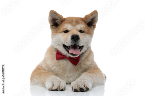 Lovely Akita Inu sticking out his tongue and looking forward