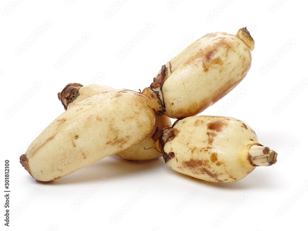 Lotus root on the white background Lotus root on the white background