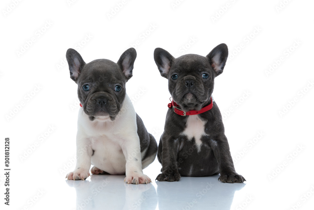 Jolly French bulldog cubs looking forward while sitting