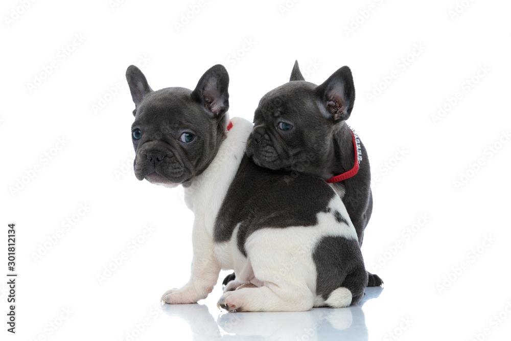 Side view of two curious French bulldogs cubs resting