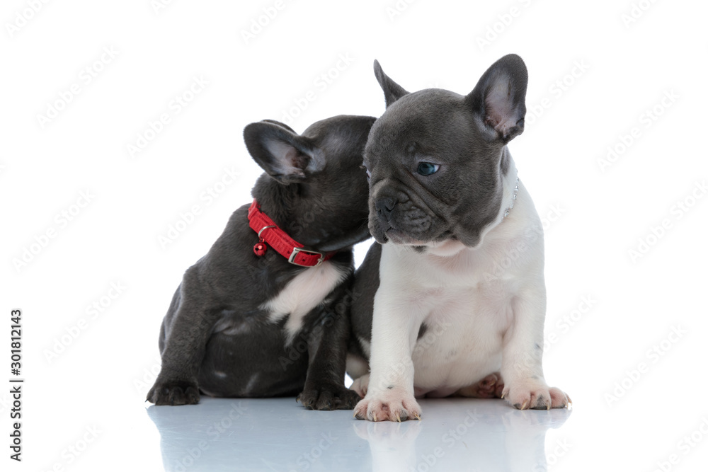 Two lovely French bulldog puppies kissing and sniffing