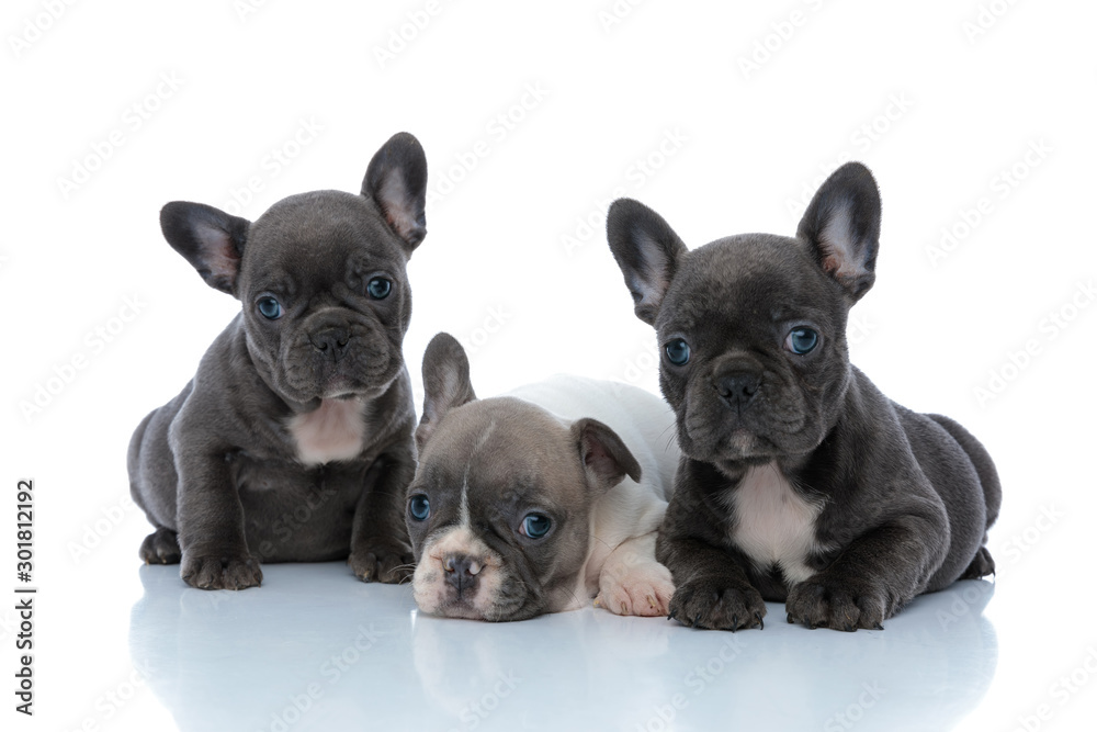 Three dutiful French bulldog puppies listening and waiting