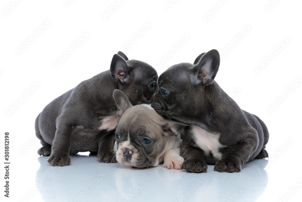 Adorable French bulldog cubs protecting and comforting their sibling