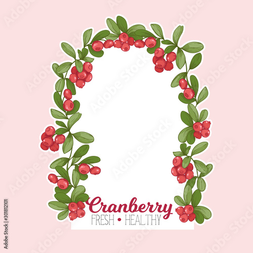 Cranberry. Element for design. Good for product label. Colored vector illustration
