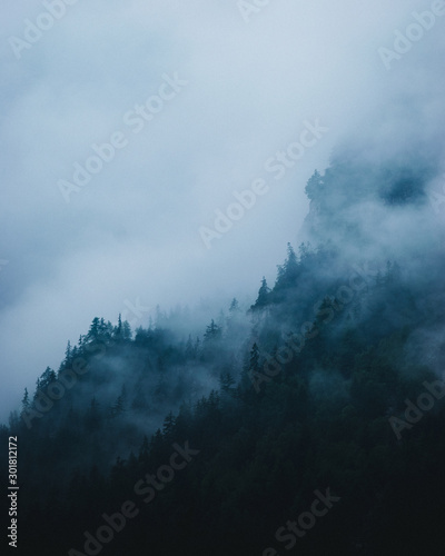 foggy forest