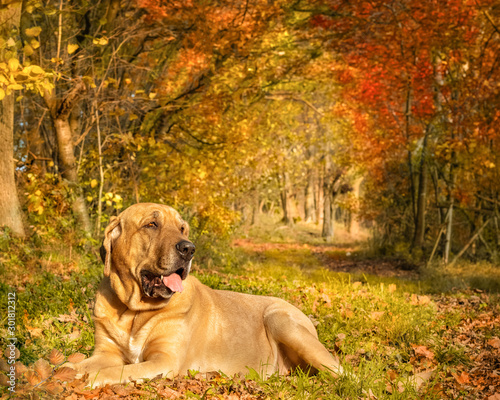 Broholmer Hund liegt im Laubwald  der von der Herbstsonne und seinen bunten Bl  ttern zum Leuchten gebracht wird