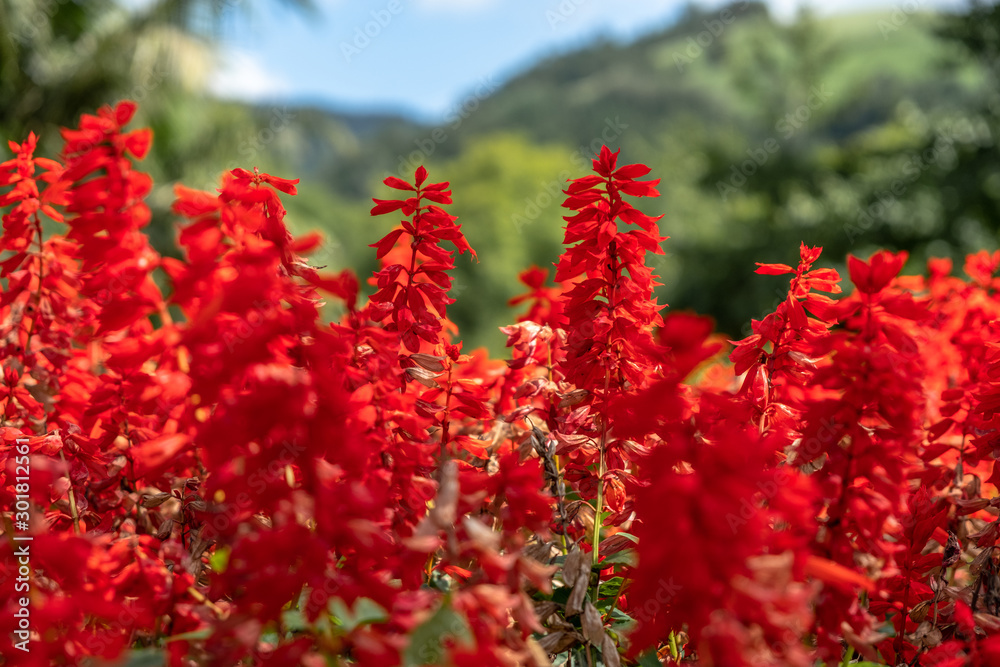 Red Lobelia Speciosa flower in the garden, Furnas, São Miguel, Azores Red Lobelia Speciosa flower in the garden, Furnas, São Miguel, Azores