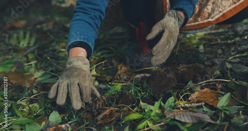 Young woman foraging for chestnuts in the woods