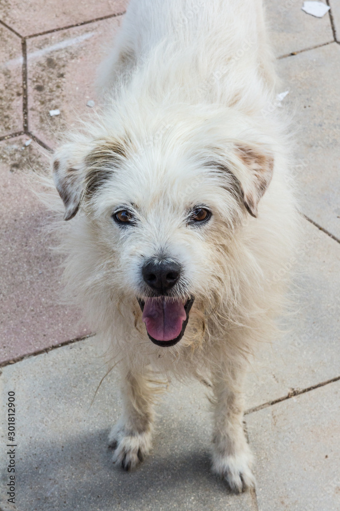 Funny expression by a white dog Funny expression by a white dog