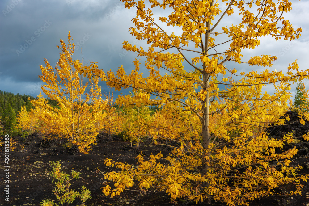 Autumn landscape in Kamchatka, Russia. Yellow and green trees against the background of mountains covered with clouds.