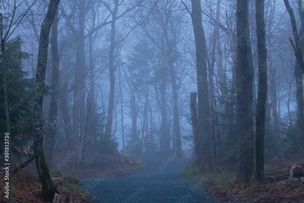 Fototapeta premium fog in the forest