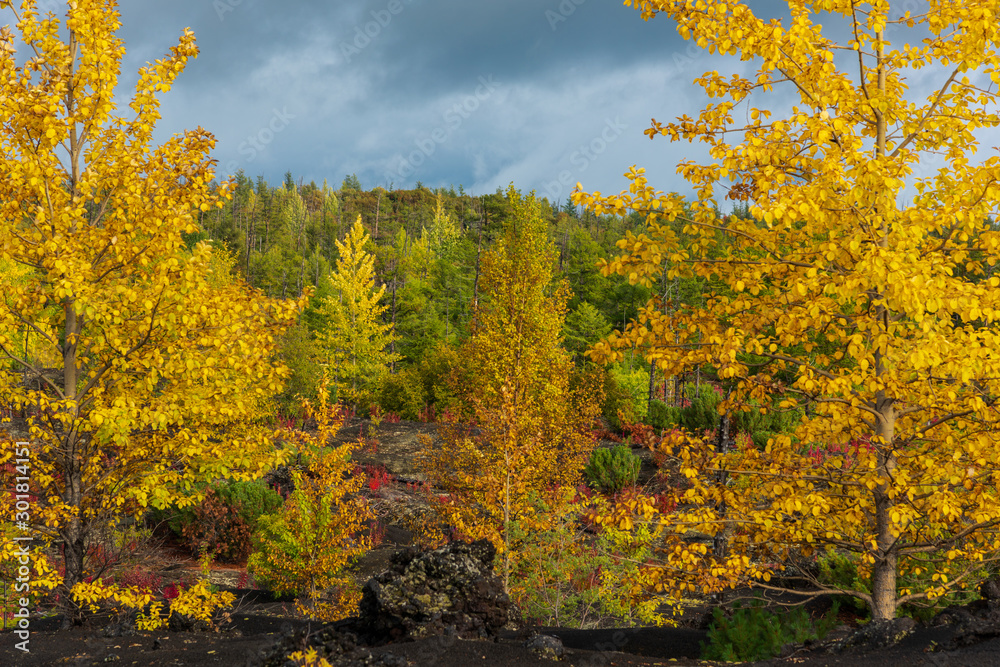 Autumn landscape in Kamchatka, Russia. Yellow and green trees against the background of mountains covered with clouds.