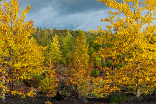 Obraz na płótnie Autumn landscape in Kamchatka, Russia. Yellow and green trees against the background of mountains covered with clouds. w salonie