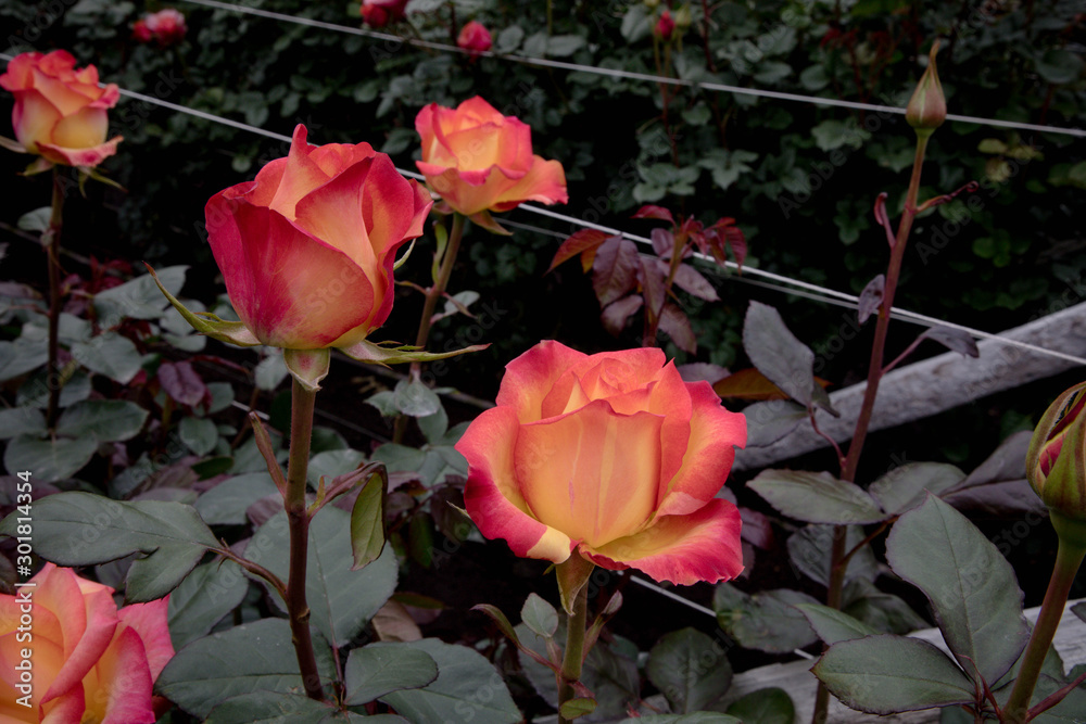 Close up of ecuadorian roses, growing for export