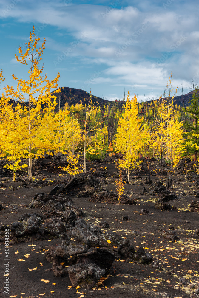 Autumn landscape in Kamchatka, Russia. Yellow and green trees against the background of mountains covered with clouds.