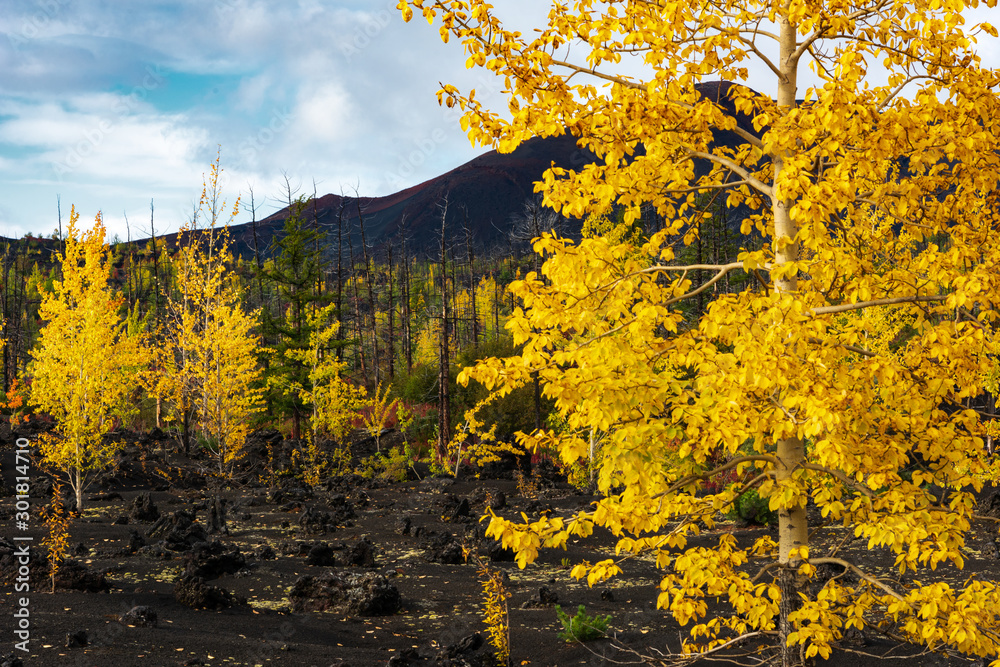 Autumn landscape in Kamchatka, Russia. Yellow and green trees against the background of mountains covered with clouds.