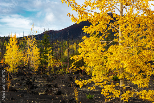 Obraz na płótnie Autumn landscape in Kamchatka, Russia. Yellow and green trees against the background of mountains covered with clouds. w salonie
