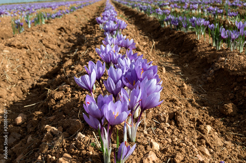 Flores de azafrán en el campo photo