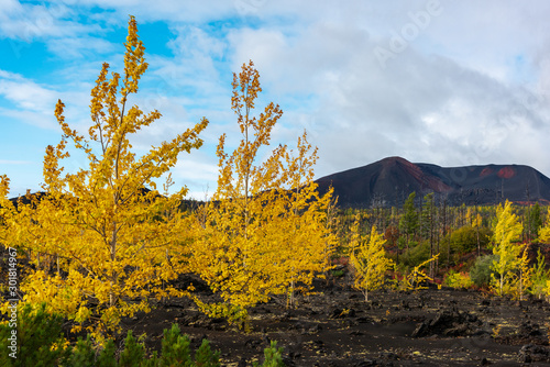 Obraz na płótnie Autumn landscape in Kamchatka, Russia. Yellow and green trees against the background of mountains covered with clouds. w salonie