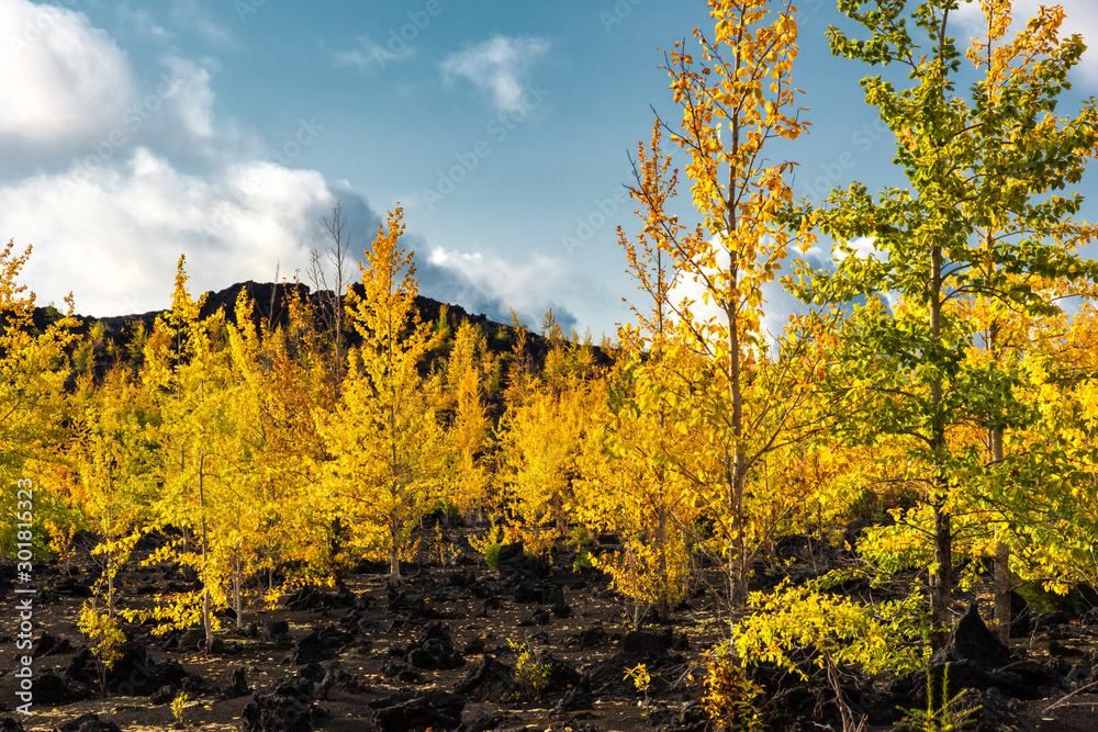 Autumn landscape in Kamchatka, Russia. Yellow and green trees against the background of mountains covered with clouds.