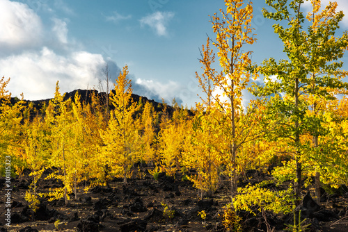 Obraz na płótnie Autumn landscape in Kamchatka, Russia. Yellow and green trees against the background of mountains covered with clouds. w salonie