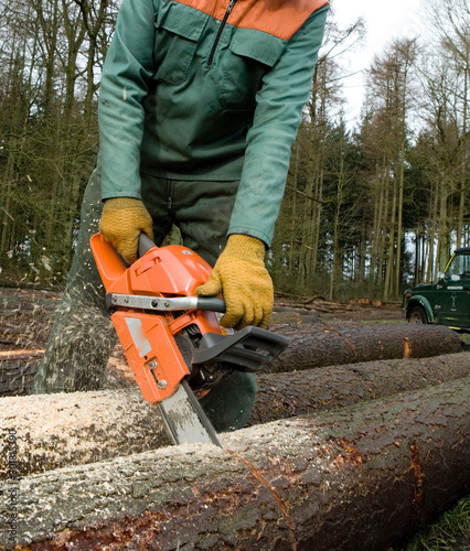Cutting trees. Chain saw. Forest. Woodchopper