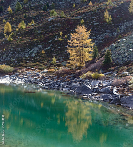 Fototapeta Naklejka Na Ścianę i Meble -  Yellow colored Larch tree in autumn reflected in little lake on rocky slope.