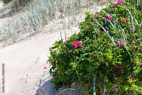 Fototapeta Naklejka Na Ścianę i Meble -  Rose bushes and grasses on the dune