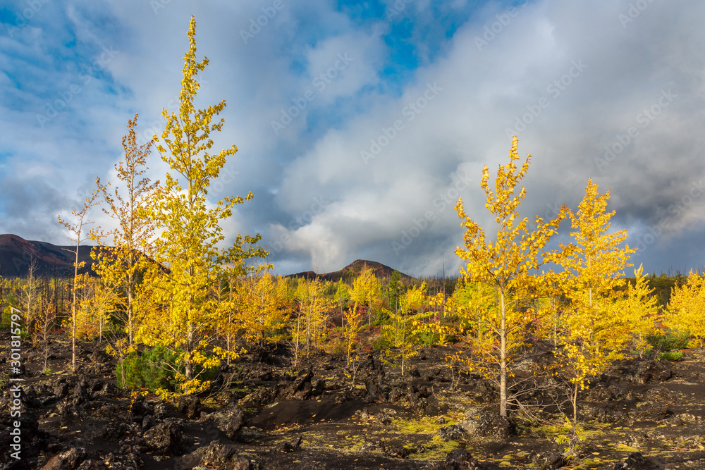 Autumn landscape in Kamchatka, Russia. Yellow and green trees against the background of mountains covered with clouds.