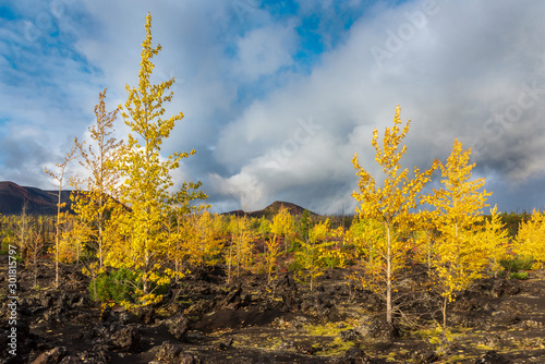 Obraz na płótnie Autumn landscape in Kamchatka, Russia. Yellow and green trees against the background of mountains covered with clouds. w salonie