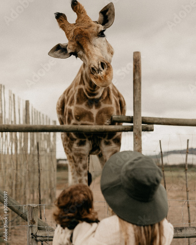 Giraffe looking at people