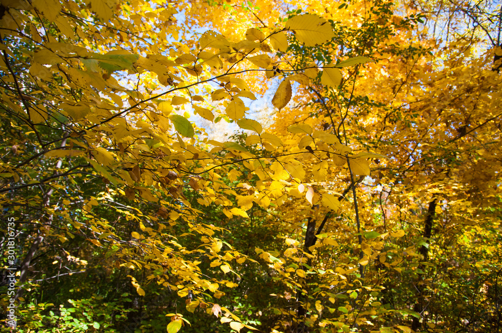 Sunny autumn day in the city park Sunny autumn day in the city park