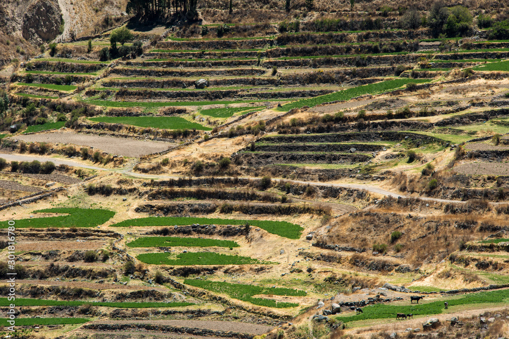 Colca Canyon, Peru