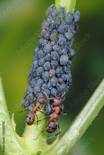 Ants defend aphids from their enemies, Ants guard aphids, Symbiosis of ants and aphids, Ants protect aphids and get honeydew in return, Ants guarding aphids, Ants herding aphids	