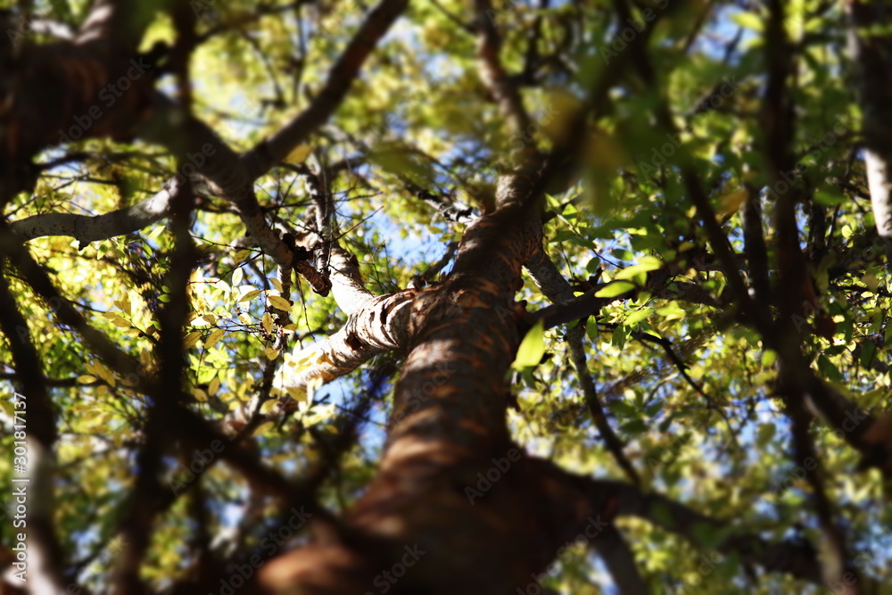 Fototapeta premium tree with green leaves