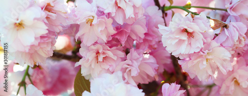 Flower spring bouquet with leaf.  Soft focus. Nature blur background. Pink  lilac  color.