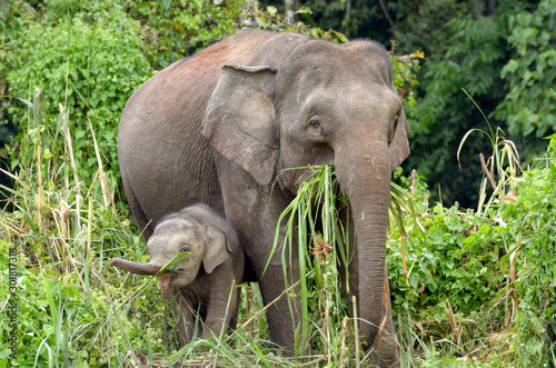 Family of wild Borneo's Pygmy elephants eating grass. Borneo, Malaysia.
