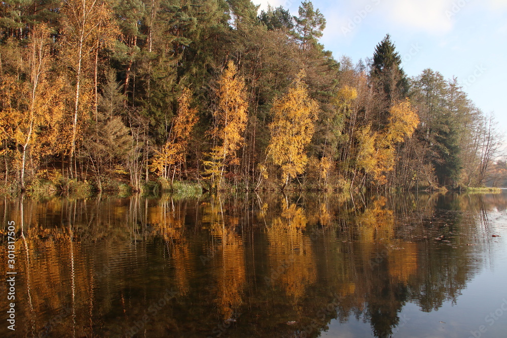 Fototapeta premium Herbstwald