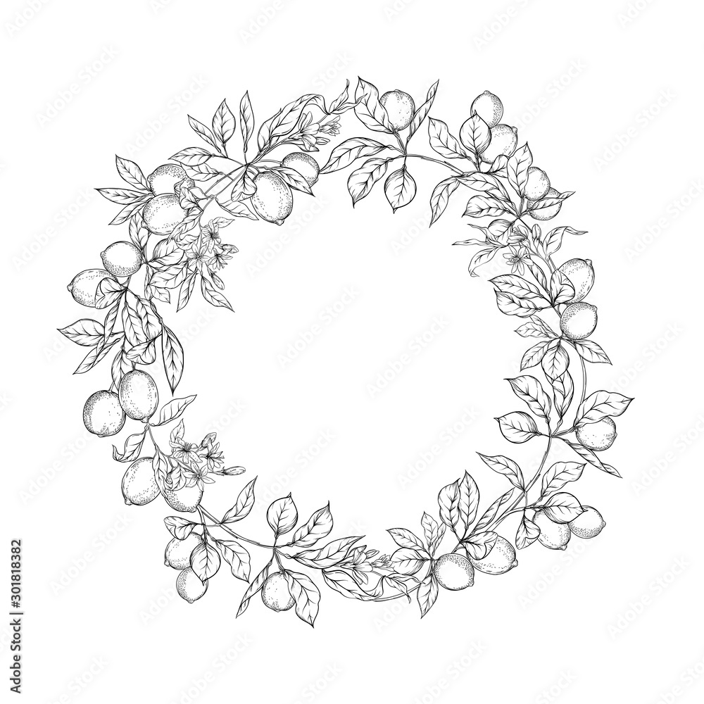 Lemon tree branch with lemons, flowers and leaves. Element for design. Outline hand drawing vector illustration. Isolated on white background.. Lemon tree branch with lemons, flowers and leaves. Element for design. Outline hand drawing vector illustration. Isolated on white background..