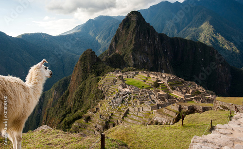 Machu Picchiu archaelogical site with alpaca, Peru photo