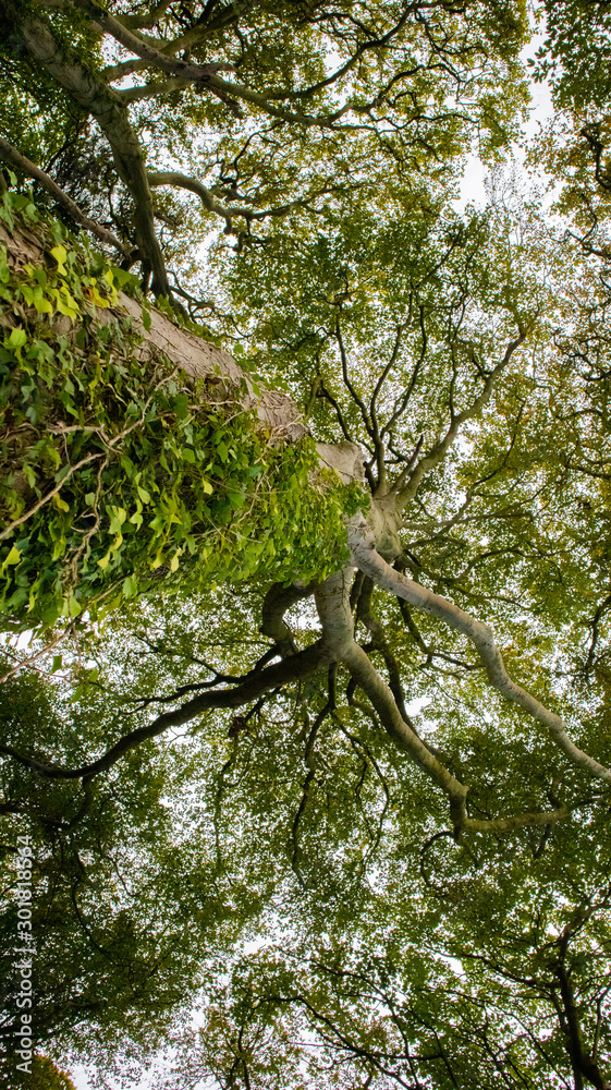 Naklejka premium tree in forest