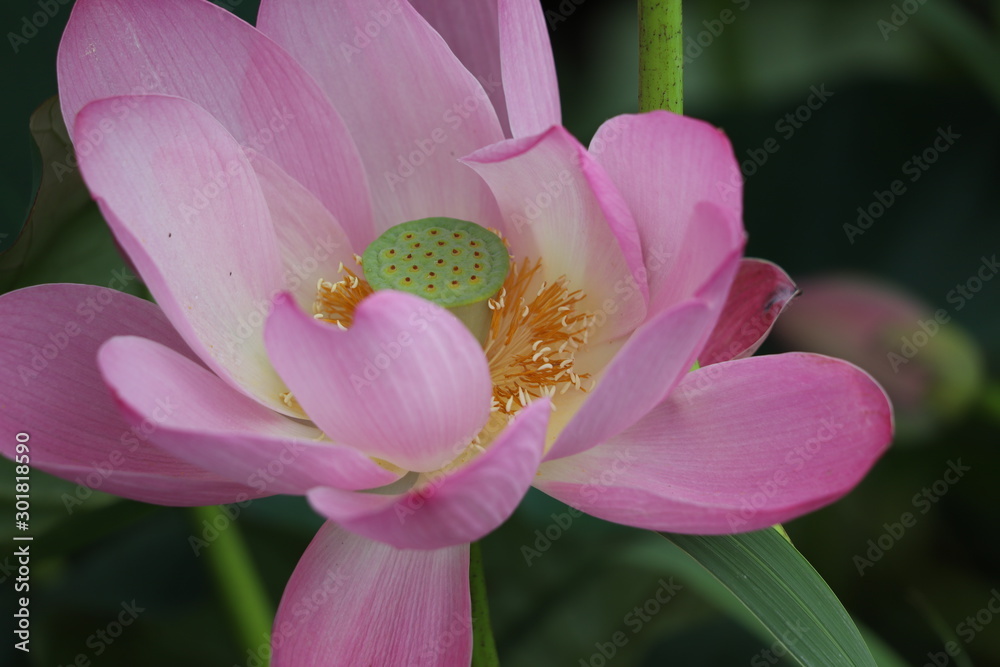 pink lotus flower pink lotus flower