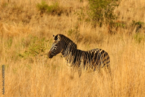 A Mountain Zebra  Equus zebra  in grassland with dry grass in background. Young zebra in Pilanesberg game reserve.