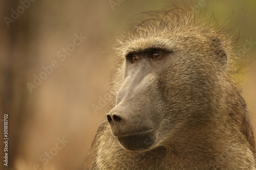 Baboon (Papio ursinus) portrait in Kruger NP. Close to camera. dry background. Calm force, male. © Honza Hejda