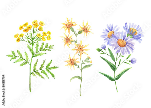 wild flowers set, watercolor illustration photo